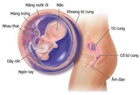Kiểm tra thai lần 2: tuần tuổi thai 7 -12 tuần