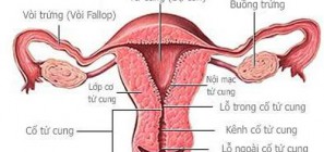 Bệnh tắc vòi trứng, ống dẫn trứng những điều chị em nên biết 